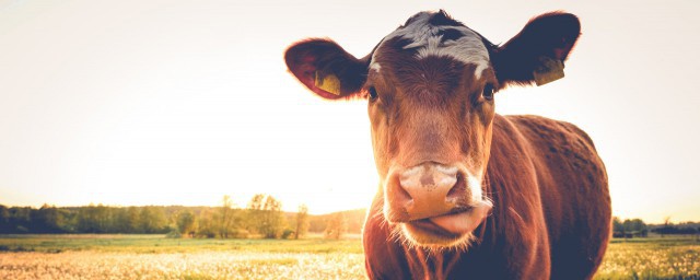夢見牛是什麼意思有什麼預兆 夢見牛的意思
