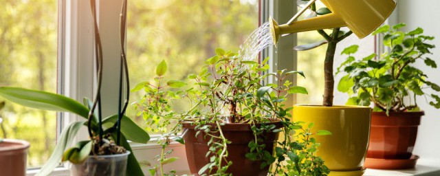 適合客廳的旺宅風水植物 適合客廳的植物有哪些
