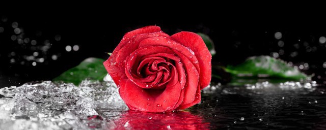 玫瑰花束怎麼保持新鮮 玫瑰花保鮮方法