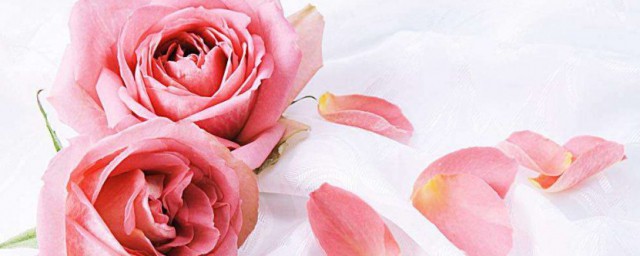 怎麼保存新鮮的玫瑰花 如何保存新鮮的玫瑰花