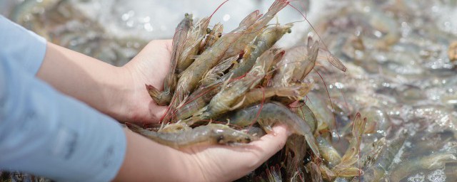 買回來的蝦要怎麼保持新鮮 蝦買回來怎麼保持新鮮