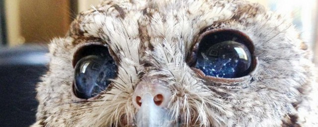 貓頭鷹的眼晴能隨意轉動嗎 貓頭鷹的眼晴能不能隨意轉動