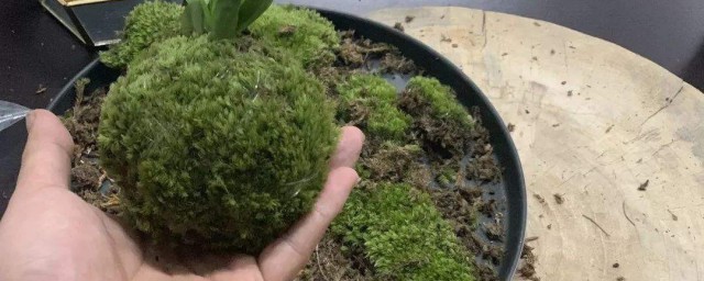 苔玉盆景怎麼制作 苔玉盆景制作的方法