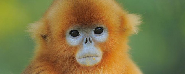 金絲猴的習性 金絲猴的習性是什麼