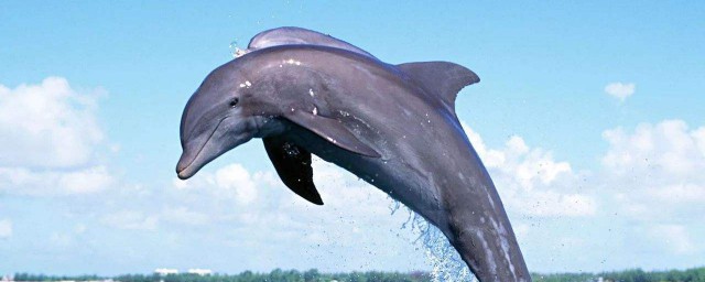 海豚有什麼特點 海豚特點介紹