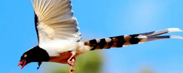 紅嘴藍鵲是幾級保護 紅嘴藍鵲簡單介紹