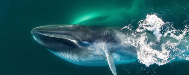 藍鯨是不是世界上最大的動物 藍鯨介紹