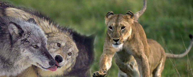 豺狼虎豹具體指什麼動物 豺狼虎豹中的豺是什麼動物