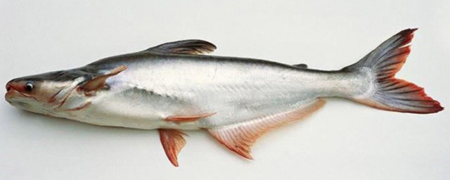 清江魚是海魚還是淡水 清江魚到底是海魚還是淡水