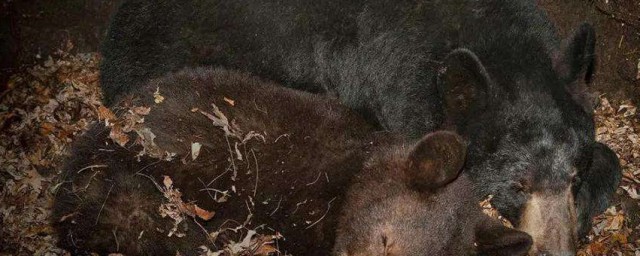 獾是冬眠還是不冬眠 獾會冬眠嗎