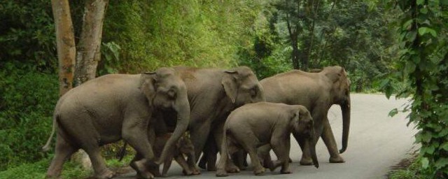 大象是國傢幾級保護動物 大象是國傢多少級保護動物