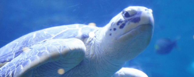 海龜的特點和生活特征 海龜的特點和生活特征介紹