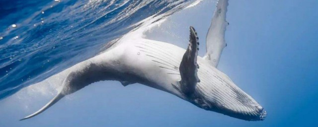 鯨爆和鯨落的區別是什麼 鯨爆和鯨落的區別是啥