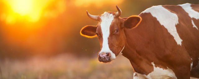 傢中小輩什麼動物 傢中小輩是牛嗎