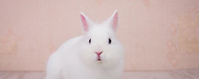 兔子的寓意和象征 兔子的寓意和象征是什麼