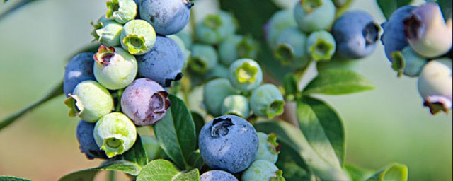 吃藍莓對孕婦的好處 藍莓有哪些保健功效