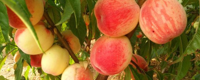 水蜜桃的品種有哪些 水蜜桃的品種有什麼