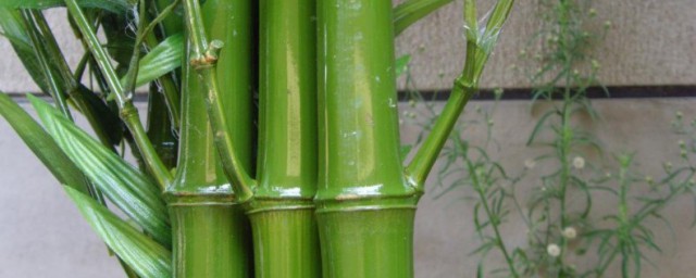 竹子有什麼用途 竹子有啥用途