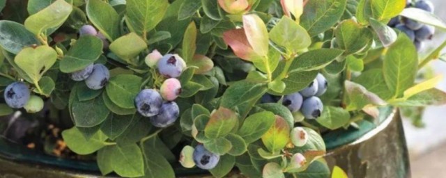 在傢種藍莓使用什麼花盆 在傢種藍莓使用啥花盆