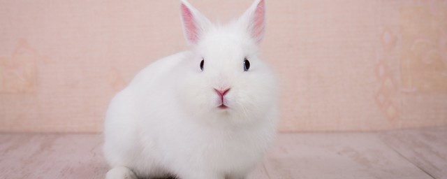 註意這幾點小兔子養的健康又可愛 如何養小兔子