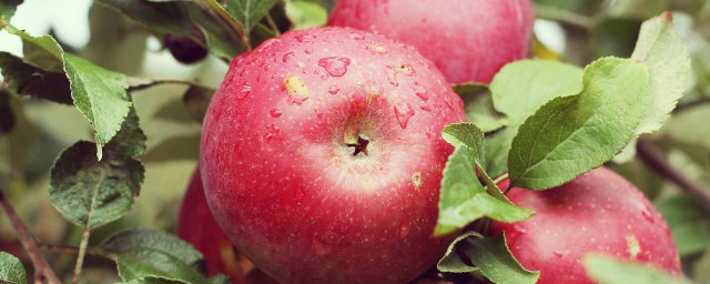 蘋果心爛瞭還能吃嗎 可以吃心爛瞭的蘋果嗎