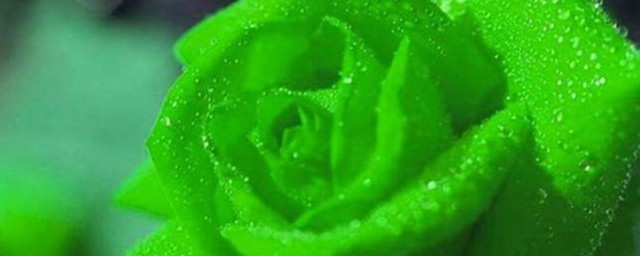 綠色玫瑰花語叫什麼 綠色玫瑰花的花語介紹