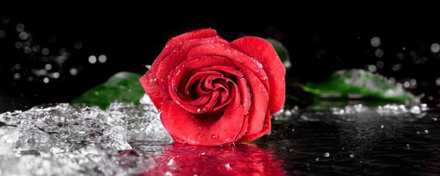 怎麼貯存玫瑰花 如何保存玫瑰花
