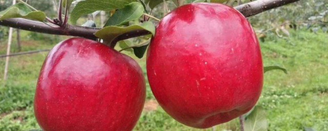 蘋果種類及介紹 蘋果種類及介紹分享