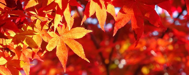 描寫秋天的詞語詩句有哪些 描寫秋天的詞語詩句精選