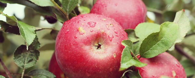 早上空腹可以吃蘋果嗎 可以空腹吃蘋果嗎