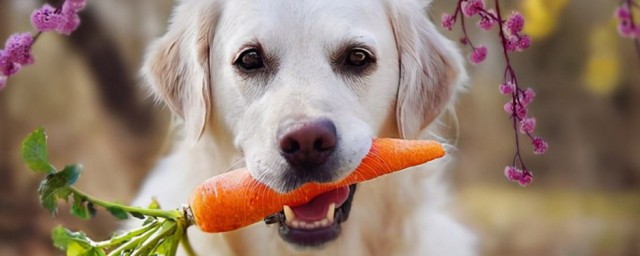 寵物狗狗能吃蔬菜嗎 寵物狗狗能不能吃蔬菜