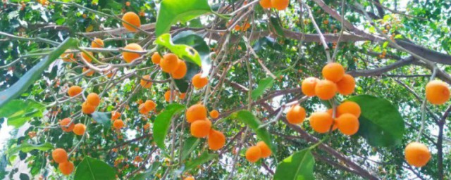 垂葉榕的果實能吃嗎 垂葉榕的果實可以吃嗎