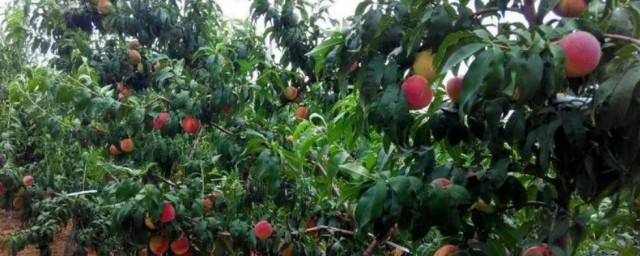 水蜜桃應該怎麼種植 水蜜桃應該如何種植