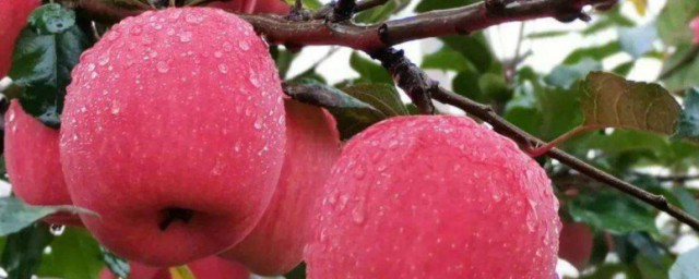 蘋果苗怎麼種 蘋果苗如何種