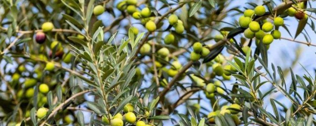 橄欖樹一般什麼時間種 橄欖樹一般啥時間種