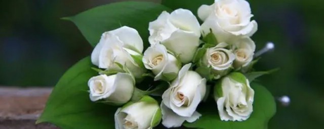 白色玫瑰花花語是什麼 白色玫瑰花花語是啥