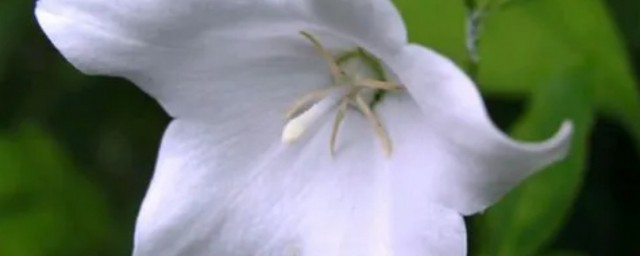 白色桔梗花的花語是什麼 白色桔梗花的花語是啥