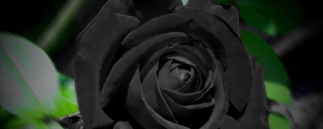 世界上花語最黑暗的花是什麼 世界上花語最黑暗的花是啥