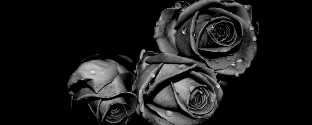 黑色玫瑰的花語是什麼意思 黑色玫瑰花語及寓意介紹