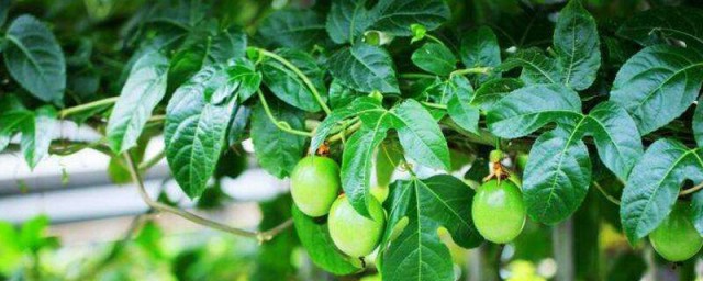 橄欖樹的養殖方法和註意事項 橄欖樹如何養殖