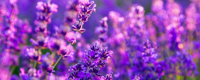 紫色薰衣草的真正花語 關於薰衣草的花語簡介