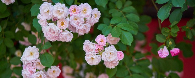 薔薇花盆栽如何養 薔薇花盆栽養殖方法