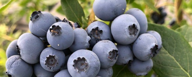 藍莓苗幾年結果呢 藍莓開花結果時間