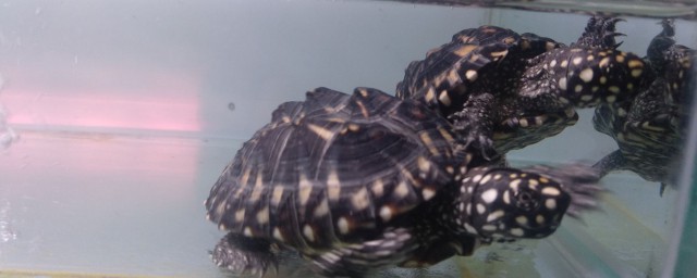 斑點池龜怎麼養 斑點池龜的養殖方法