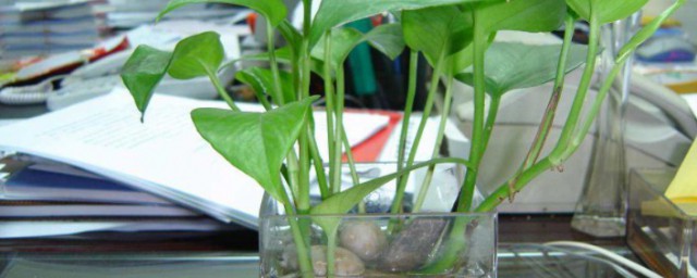 水培植物怎麼養 水培植物如何麼養