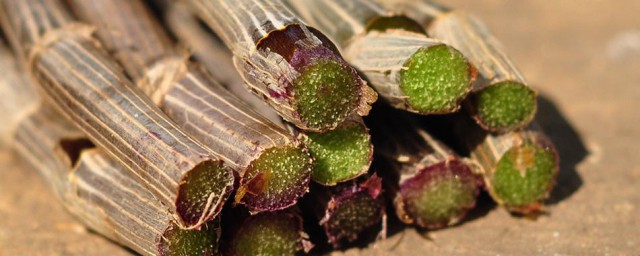 紫皮石斛怎麼吃法 石斛養生湯傢常做法分享
