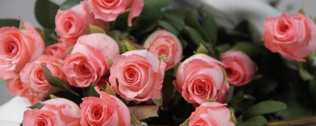 戴安娜玫瑰的花語是什麼 戴安娜玫瑰的花語有哪些呢