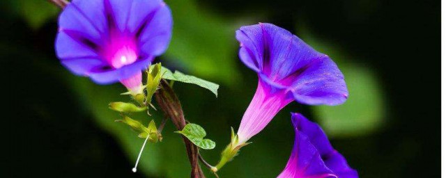 紫茉莉的花語及介紹 紫茉莉花語資料