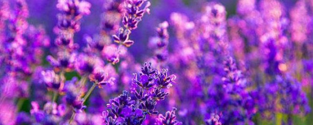 紫羅蘭的花語和傳說 紫羅蘭的花語和傳說分別是啥