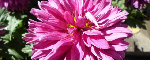 粉菊花花語是什麼意思 有關粉色菊花的花語